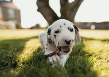 Compare Coverage For Your Dog