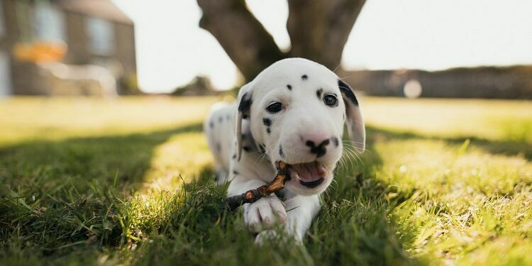 Pet Insurance – How To Compare Coverage For Your Dog Compare Coverage For Your Dog