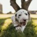 Compare Coverage For Your Dog