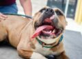 Dog Insurance Cost