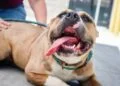 Dog Insurance Cost