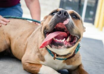 Dog Insurance Cost