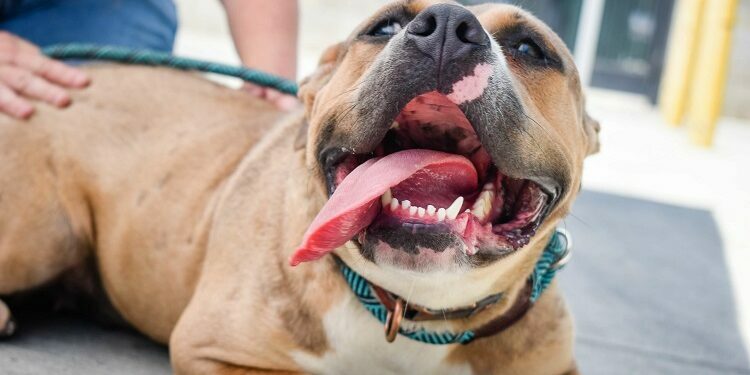 Dog Insurance Cost