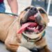 Dog Insurance Cost