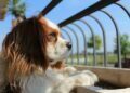 Pet Insurance Policies