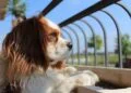 Pet Insurance Policies