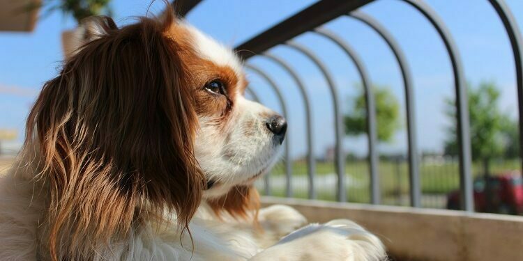 Pet Insurance Policies