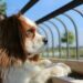 Why Pet Owners Should Consider Pet Insurance Policies Pet Insurance Policies