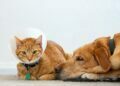 Pet Needs Health Insurance