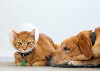Pet Needs Health Insurance