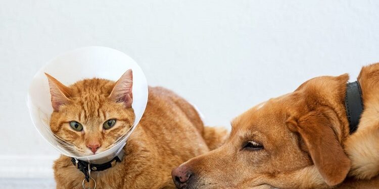 Why Your Pet Needs Health Insurance Pet Needs Health Insurance