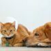 Pet Needs Health Insurance