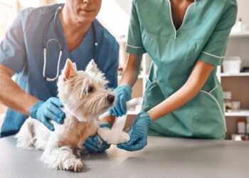 Pet in an Emergency