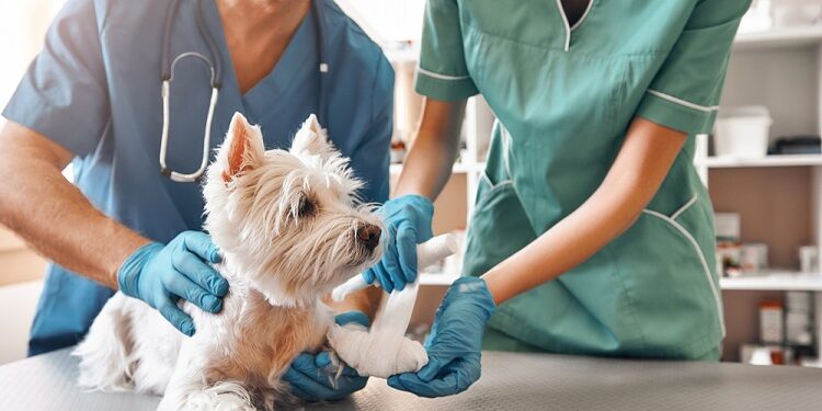 Pet in an Emergency