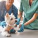 How to Administer First Aid to Your Pet in an Emergency Pet in an Emergency
