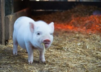 Breeding Healthy Pigs