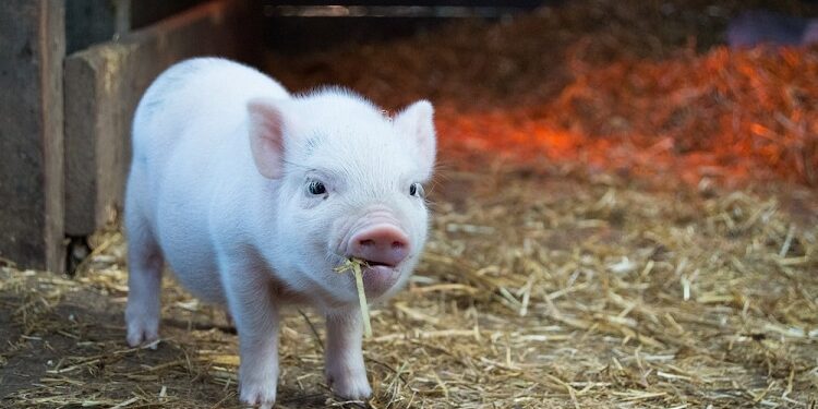 Breeding Healthy Pigs