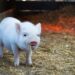 Breeding Healthy Pigs