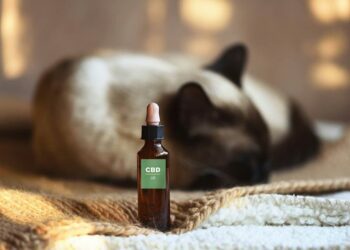 CBD for Cats