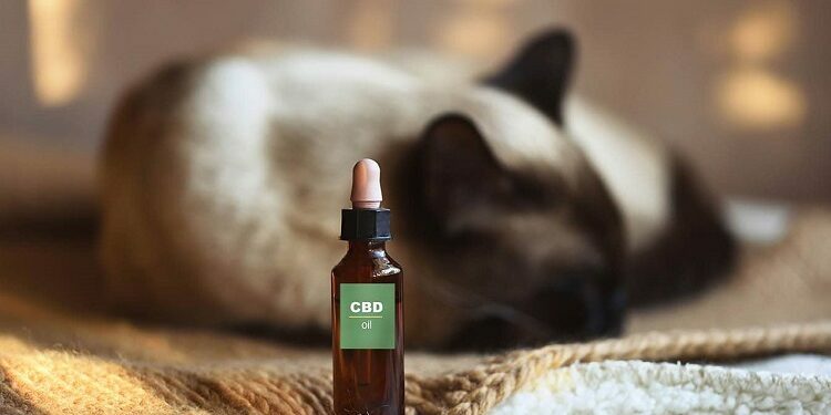 CBD for Cats