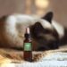 Benefits of CBD for Cats and Research That Have Reached This Conclusion CBD for Cats
