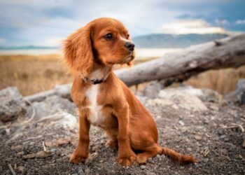Photograph Your Dog