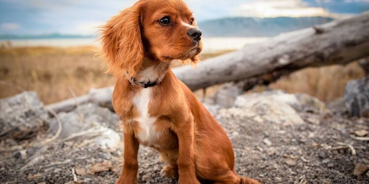 How to Photograph Your Dog Photograph Your Dog