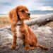 How to Photograph Your Dog Photograph Your Dog