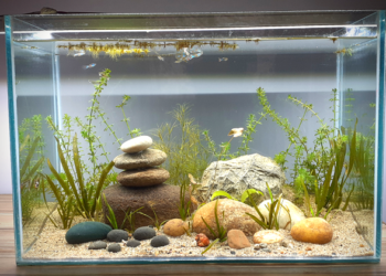 Finer Quality Plants and Moss for Aquarium