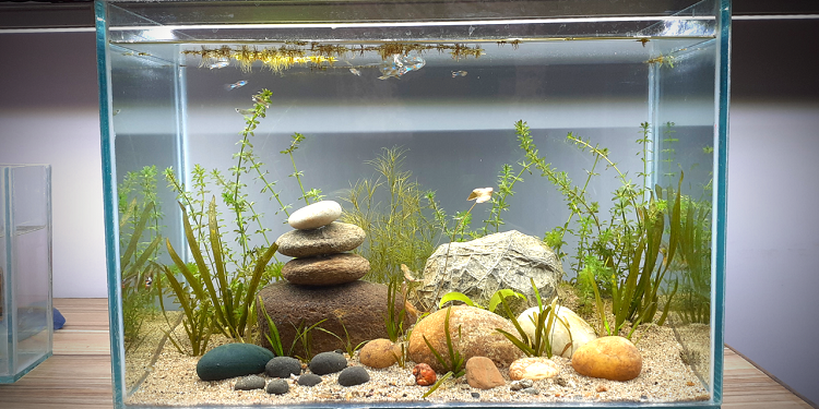 Finer Quality Plants and Moss for Aquarium: Your Choice Finer Quality Plants and Moss for Aquarium