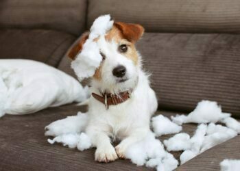 biggest myths about veterinary care