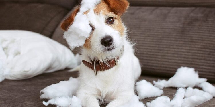 What are the biggest myths about veterinary care? biggest myths about veterinary care
