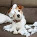 biggest myths about veterinary care