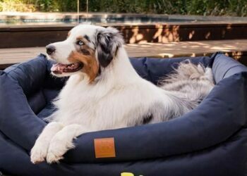 Perfect Dog Bed For Your Pet