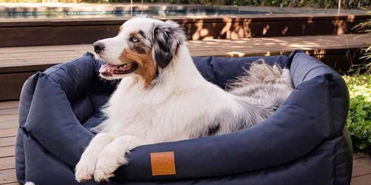 Finding The Perfect Dog Bed For Your Pet: Where Should You Start? Perfect Dog Bed For Your Pet