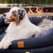 Finding The Perfect Dog Bed For Your Pet: Where Should You Start? Perfect Dog Bed For Your Pet