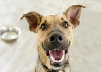 Should Your Dog Go Grain-free