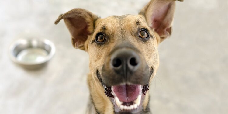 Should Your Dog Go Grain-free: Choosing the Best Diet For Your Pup Should Your Dog Go Grain-free