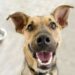 Should Your Dog Go Grain-free