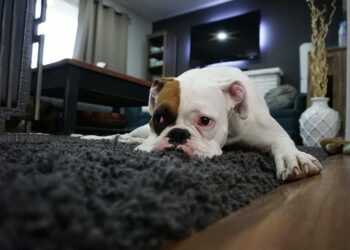 Dog Hair Out Of Carpet