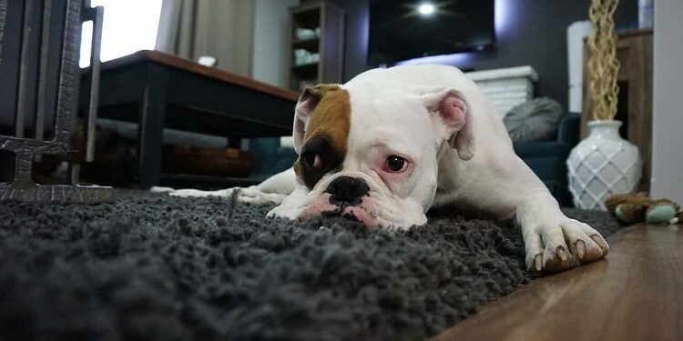 Dog Hair Out Of Carpet