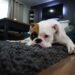 Dog Hair Out Of Carpet