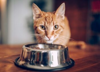 Cat Care