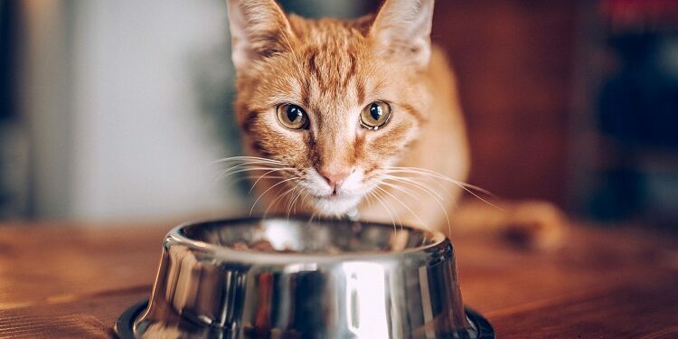 How to Make the Claim Online for Cat Care? – Important Facts to Remember Cat Care