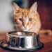 Cat Care