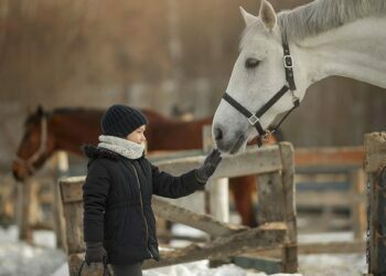 Looking After Your Horse