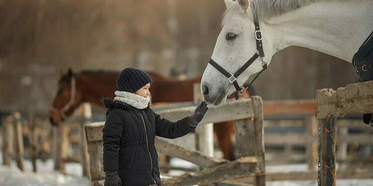 Looking After Your Horse: What You May Need To Consider Looking After Your Horse