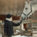 Looking After Your Horse: What You May Need To Consider Looking After Your Horse