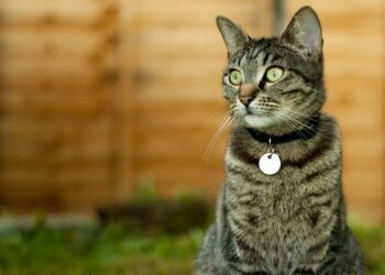 Should Cats wear Cat Collars