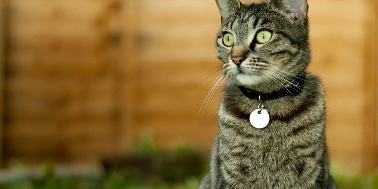 Should Cats wear Cat Collars? Should Cats wear Cat Collars